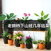 老鸦柿下山桩几年结果（图1）