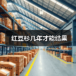 红豆杉几年才能结果（图2）