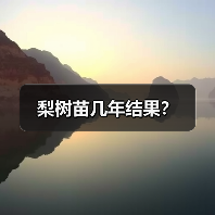 梨树苗几年结果？（图2）