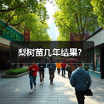 梨树苗几年结果？（图1）