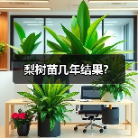 梨树苗几年结果？（图3）