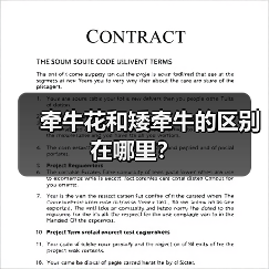 牵牛花和矮牵牛的区别在哪里？（图4）