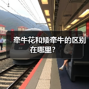 牵牛花和矮牵牛的区别在哪里？（图3）