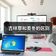 吉祥草和麦冬的区别（图4）