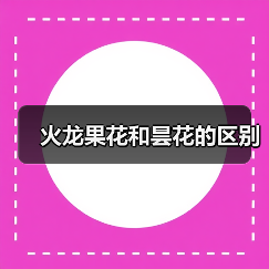 火龙果花和昙花的区别（图2）
