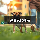 芙蓉花的特点（图1）