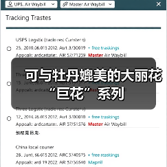 可与牡丹媲美的大丽花“巨花”系列（图2）