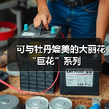 可与牡丹媲美的大丽花“巨花”系列（图4）