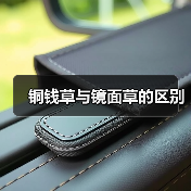 铜钱草与镜面草的区别（图1）