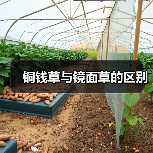 铜钱草与镜面草的区别（图4）