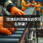 玫瑰茄和玫瑰花的区别在哪里？（图2）