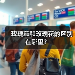 玫瑰茄和玫瑰花的区别在哪里？（图4）