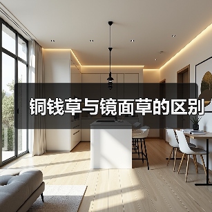 铜钱草与镜面草的区别（图3）