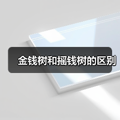 金钱树和摇钱树的区别（图2）