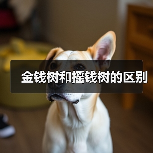 金钱树和摇钱树的区别（图1）