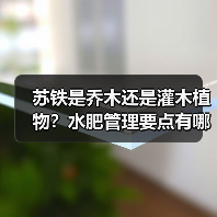 苏铁是乔木还是灌木植物？水肥管理要点有哪些？（图1）