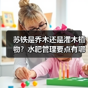苏铁是乔木还是灌木植物？水肥管理要点有哪些？（图3）