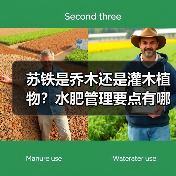 苏铁是乔木还是灌木植物？水肥管理要点有哪些？（图4）