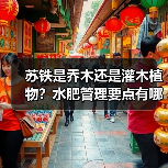苏铁是乔木还是灌木植物？水肥管理要点有哪些？（图2）