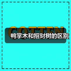 鸭掌木和招财树的区别(图3) 鸭掌木和招财树的区别(图3)