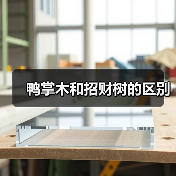鸭掌木和招财树的区别（图1）