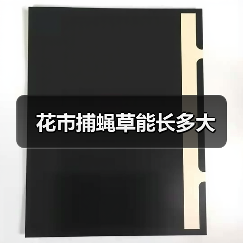 花市捕蝇草能长多大（图4）