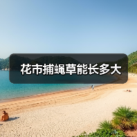 花市捕蝇草能长多大（图2）