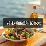 花市捕蝇草能长多大（图1）