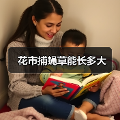 花市捕蝇草能长多大（图3）
