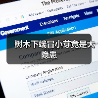 树木下端冒小芽竟是大隐患（图3）
