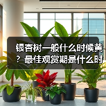 银杏树一般什么时候黄？最佳观赏期是什么时候？附观赏地点（图2）