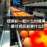 银杏树一般什么时候黄？最佳观赏期是什么时候？附观赏地点（图1）