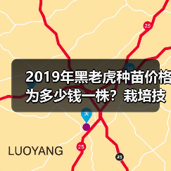 2019年黑老虎种苗价格为多少钱一株？栽培技术要点是什么？（图1）