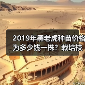 2019年黑老虎种苗价格为多少钱一株？栽培技术要点是什么？（图3）