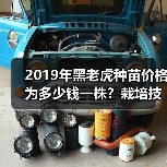 2019年黑老虎种苗价格为多少钱一株？栽培技术要点是什么？（图2）