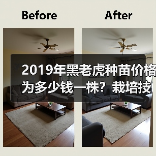 2019年黑老虎种苗价格为多少钱一株？栽培技术要点是什么？（图4）