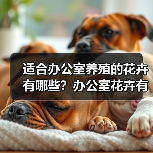 适合办公室养殖的花卉有哪些？办公室花卉有什么忌讳？（图1）