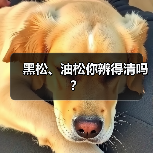 黑松、油松你辨得清吗？（图4）