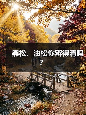 黑松、油松你辨得清吗？（图2）