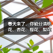 春天来了，你能分清桃花、杏花、樱花、梨花、李花吗？（图4）