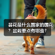 昙花是什么国家的国花？盆栽要点有哪些？（图3）