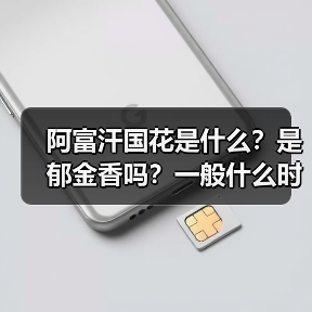 阿富汗国花是什么？是郁金香吗？一般什么时候开花？（图2）