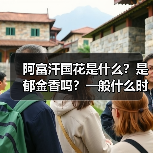阿富汗国花是什么？是郁金香吗？一般什么时候开花？（图3）