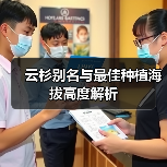 云杉别名与最佳种植海拔高度解析（图3）