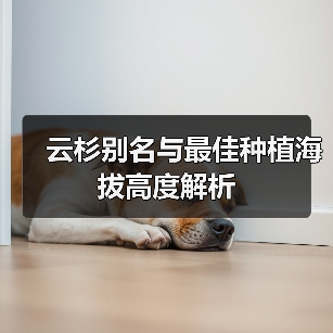 云杉别名与最佳种植海拔高度解析（图1）
