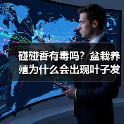 碰碰香有毒吗？盆栽养殖为什么会出现叶子发黄现象？（图4）