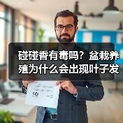 碰碰香有毒吗？盆栽养殖为什么会出现叶子发黄现象？（图3）