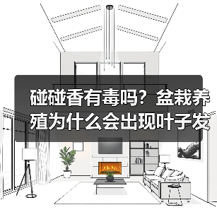 碰碰香有毒吗？盆栽养殖为什么会出现叶子发黄现象？（图1）