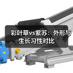 彩叶草vs紫苏：外形与生长习性对比（图3）