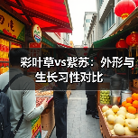 彩叶草vs紫苏：外形与生长习性对比（图1）